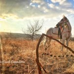arabianhorsecappadocia